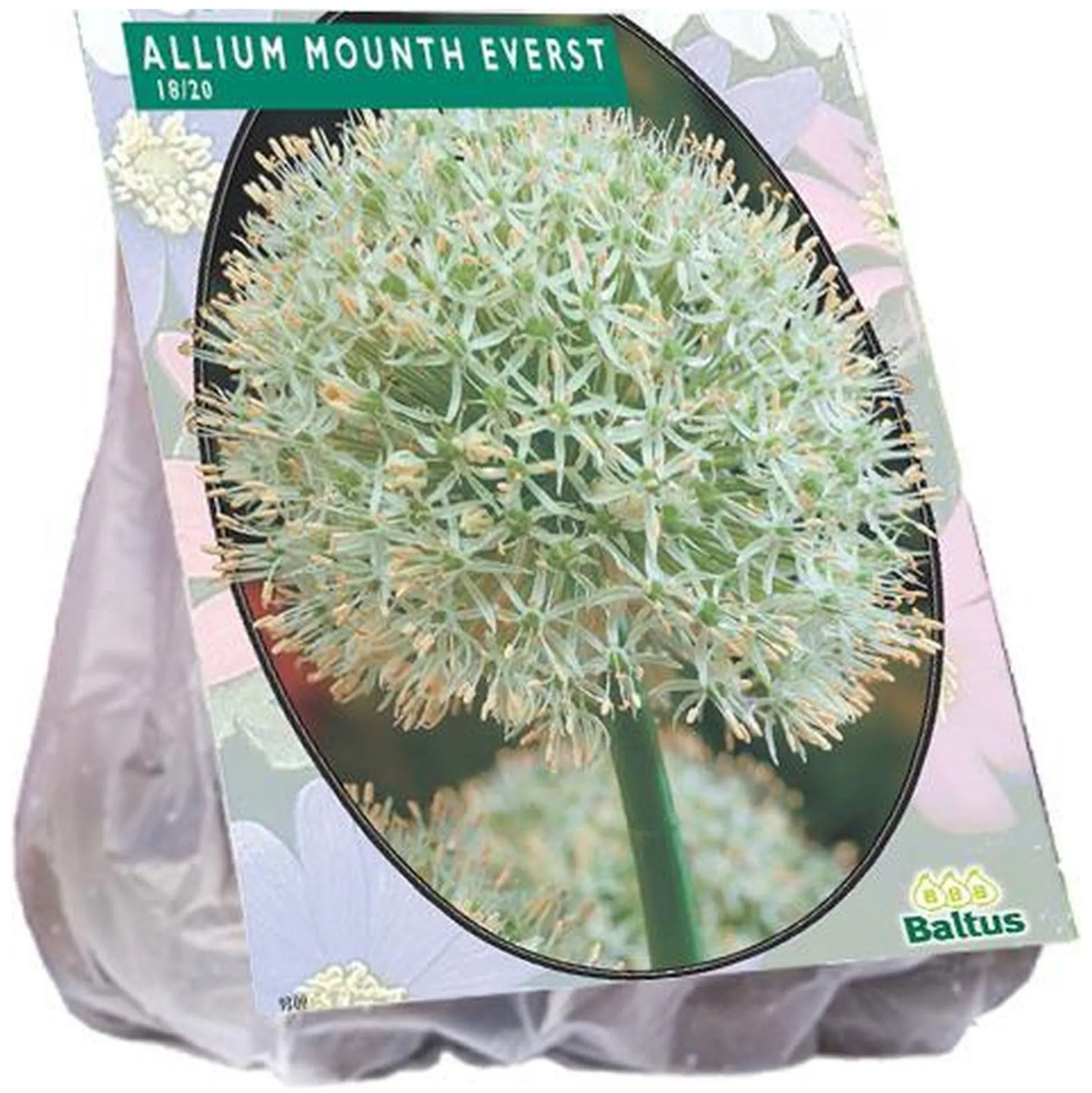 Allium Mount Everest per 3
