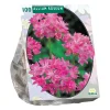 Allium Roseum per 100