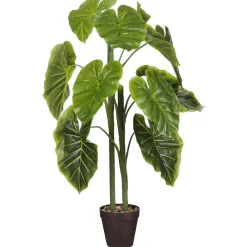 Alocasia in pot 100 cm