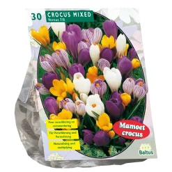 Crocus Grootbloemig mix per 30