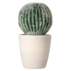 Decoratieve cactusplant 19 cm diverse assorti