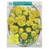 Eranthis Cilicica per 30