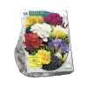 Freesia Mix per 50 dubbel