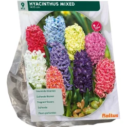 Hyacinth Mix per 9