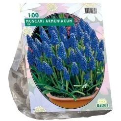 Muscari Armeniacum per 100